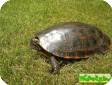 Pseudemys concinna (Иероглифовая, Американская речная) 