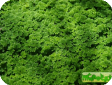 Azolla pinnata