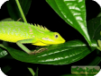 Bronchocela jubata