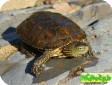 Mauremys leprosa (Средиземноморская водяная, Мавританская)