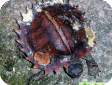 Heosemys spinosa