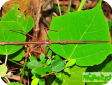 Sipyloidea sipylus 