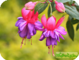 Fuchsia L.