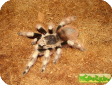 Nhandu coloratovillosus  
