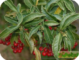 Ardisia Sw.