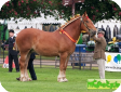 Суффолк (Suffolk Punch)