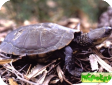 Pseudemydura umbrina (Ложная эмидура, Западная болотная, Болотная жабья) 