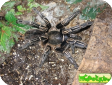 Aphonopelma seemanni