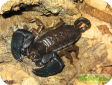Iomachus politus  
