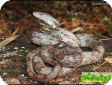 Elaphe obsoleta "williamsi"  