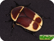Pachnoda marginata (Конголезская бронзовка)
