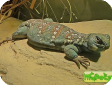 Uromastyx ocellatus (Шипохвост глазчатый)