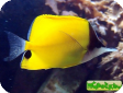 Forcipiger flavissimus 