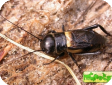 Gryllus campestris