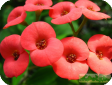 Euphorbia
