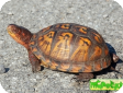 Terrapene carolina (Коробчатая каролинская) 