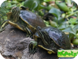 Trachemys decorata (Эспаньольская) 