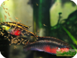 Pelvicachromis pulcher