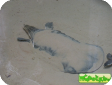 Pelochelys bibroni (Большая мягкотелая)