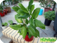 Aglaonema modestum