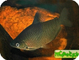 Distichodus affinis