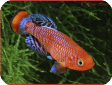 Nothobranchius rachovii var. "Beira-98"
