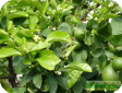 Citrus limon