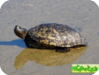 Trachemys dorbigni (Бразильская украшенная) 