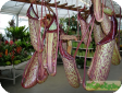 Nepenthes