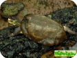 Notochelys platynota (Малайская плоскоспинная)