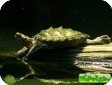 Graptemys nigrinoda 