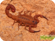 Babycurus jacksoni  
