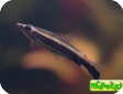 Nannostomus eques