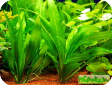 Echinodorus amazonicus