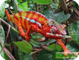 Furcifer pardalis