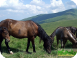 Гуцульская (Hutsul)