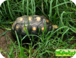 Rhinoclemmys nasuta (Большеносая лесная) 