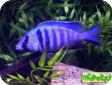 Placidochromis electra