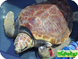 Caretta caretta