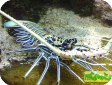 Panulirus versicolor 