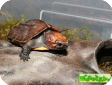 Pyxidea mouhotii (Килеватая коробчатая, Вьетнамская) 
