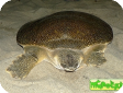 Trionyx triunguis (Африканский трионикс) 