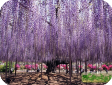 Wisteria sinensis