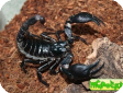Heterometrus petersii