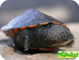 Pelusios broadleyi (Кенийская иловая, Складная черепаха Брэдли)