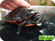 Pseudemys rubriventris (Краснобрюхая) 