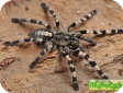 Poecilotheria tigrinawesseli