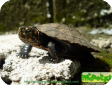 Melanochelys trijuga (Чернобрюхая, Индийская трехкилевая)