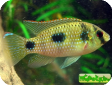 Anomalochromis thomasi