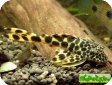 Peckoltia sabaji (Ancistomus sabaji)